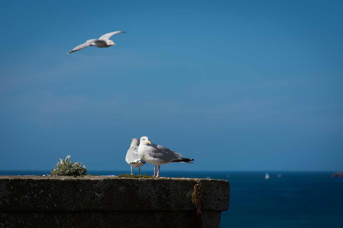 photographe animalier bretagne
